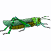 grasshopper