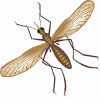 mosquito