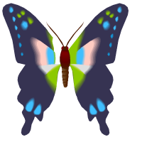 papillon