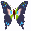 butterfly