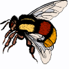 abeja