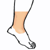 ankle