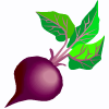 beet