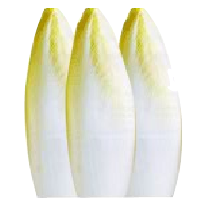 endive