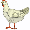 hen