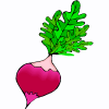 radish