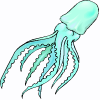 squid