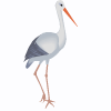 Storch