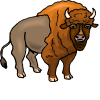 bison