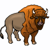 bison