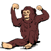 chimpanzé