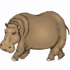 hippopotame