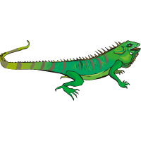 iguane