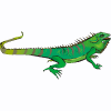 iguane