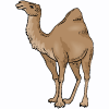 kamielis