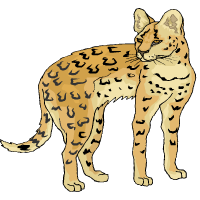 guépard