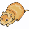 hamster