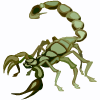 scorpion