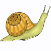 snail