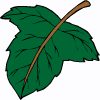 leaf