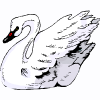 cisne