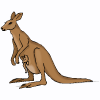 kangaroo