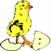 chick